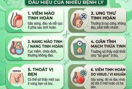 u-cuc-trong-tinh-hoan